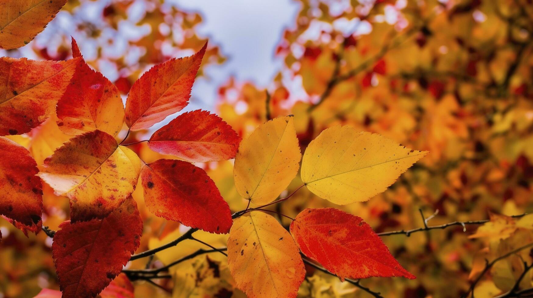 hermosa otoño paisaje con. vistoso follaje en el parque. que cae hojas natural fondo, generar ai foto