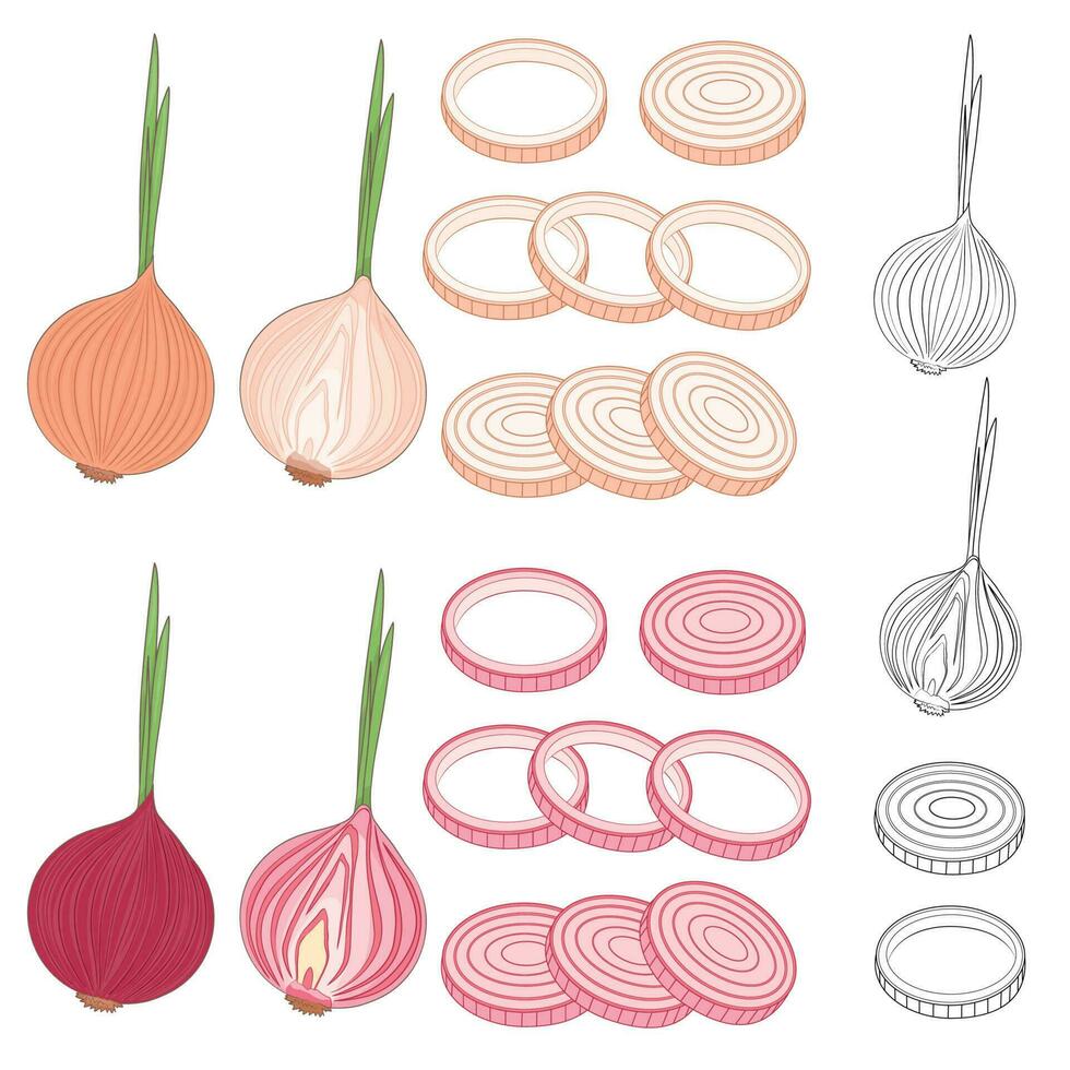 Illustration of whole and sliced red and yellow onions, both in their natural colors and in black and white. vector