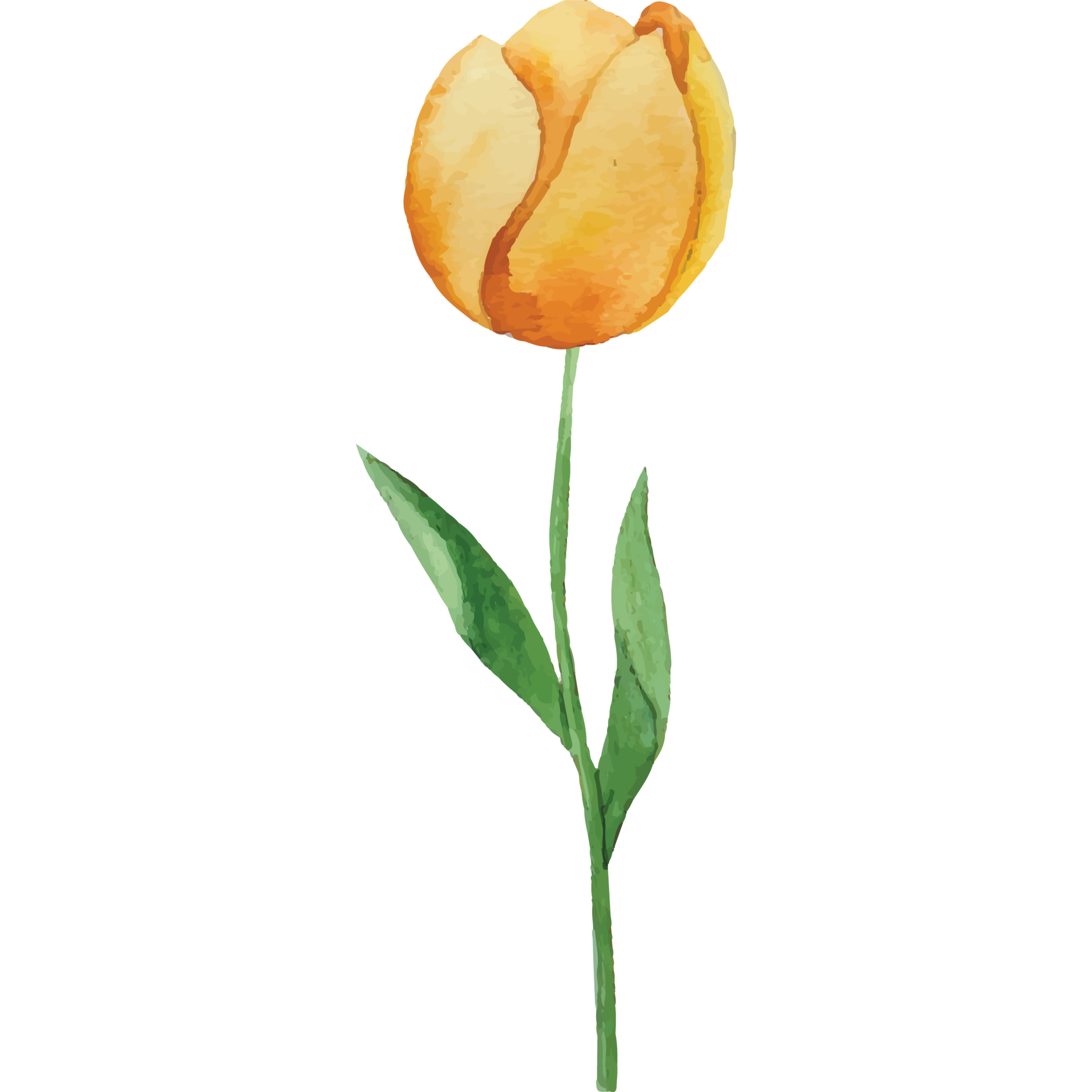 Tulips Flower on transparent background 24398154 PNG