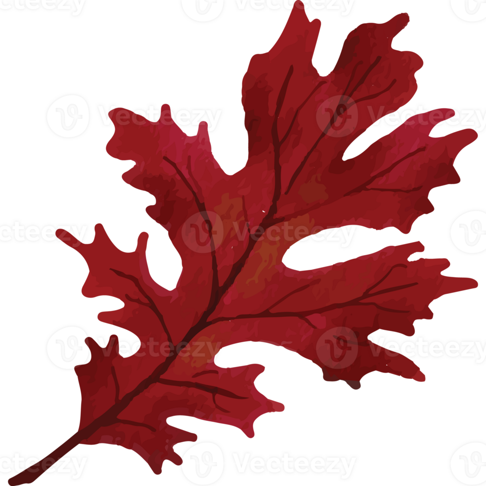 Autumn Leaves Clip art Element Transparent Background png