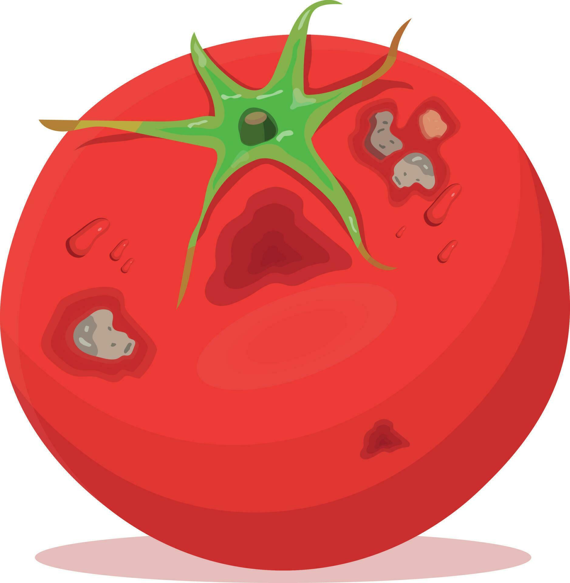 rotten tomato isolated on white background 24398399 Vector Art at Vecteezy