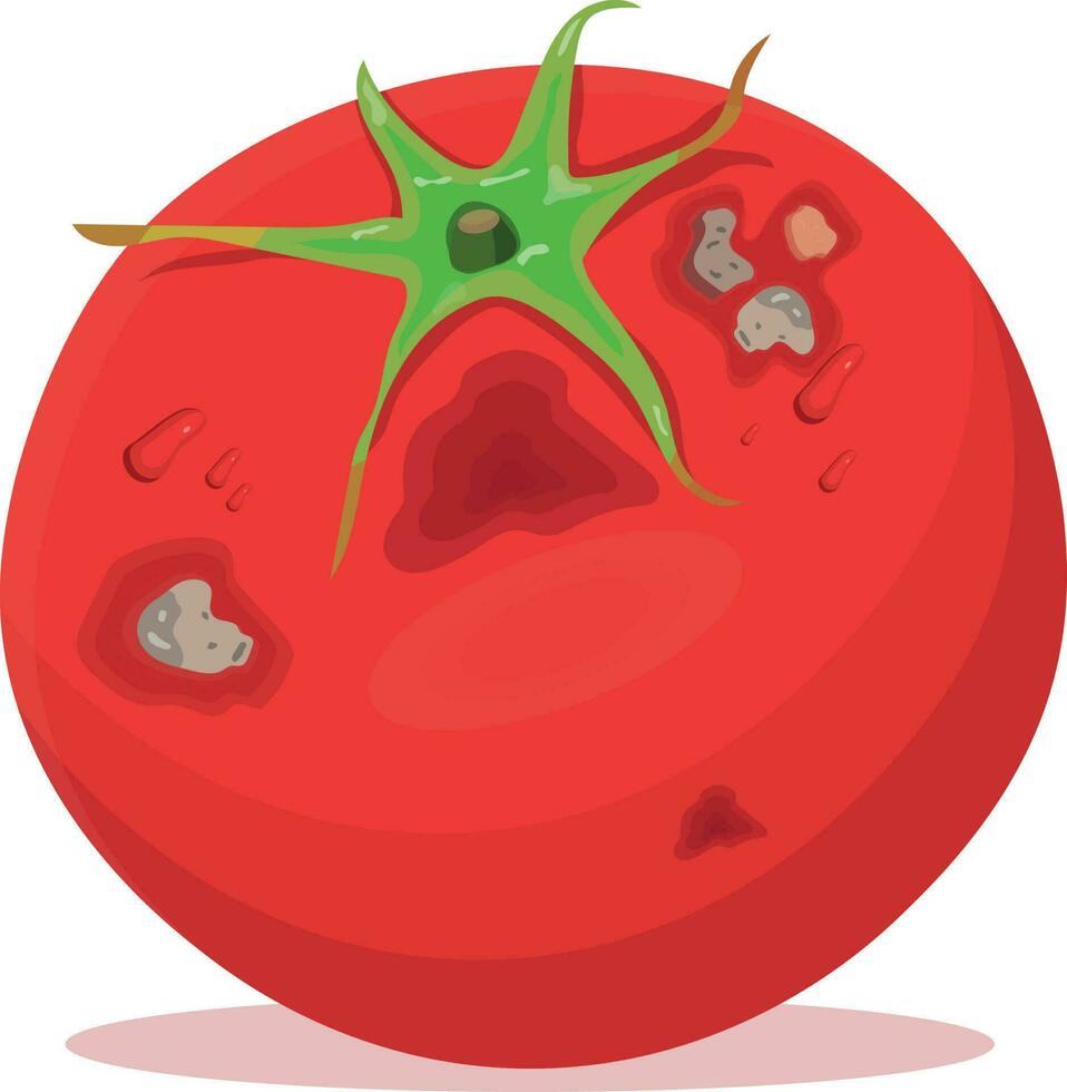 podrido tomate aislado en blanco antecedentes vector