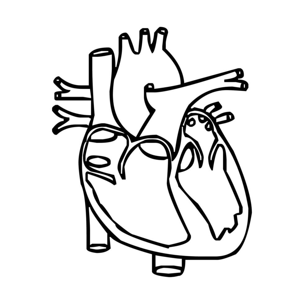 Human heart line vertor art. Human heart symbol, anatomical heart, muscular organ symbol icon. Free vector