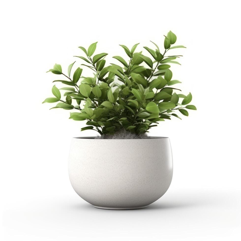 Home plant in flower pot isolated. Illustration photo