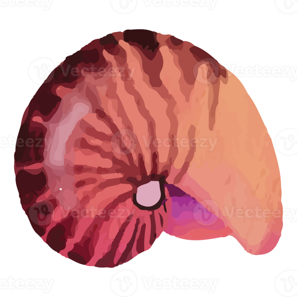 Shell Underwater Clip art Element Transparent Background png