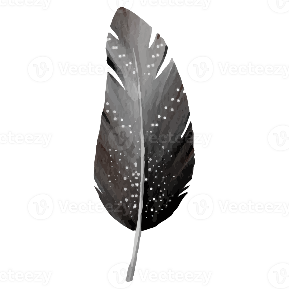 Feather Clip art Element Transparent Background png