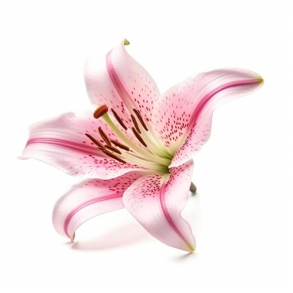 Pink Lilly flower isolated. Illustration photo