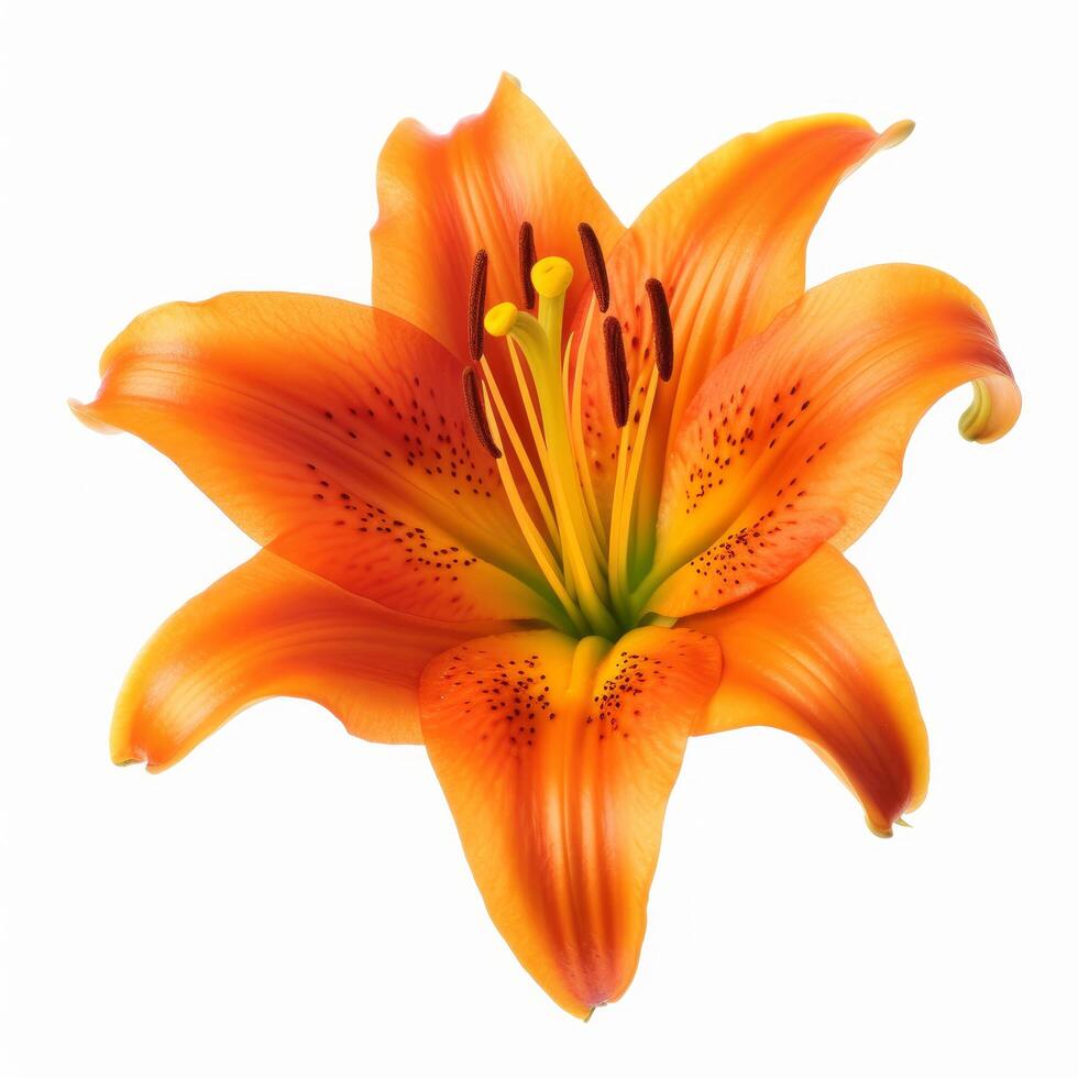 Orange Lilly flower isolated. Illustration photo