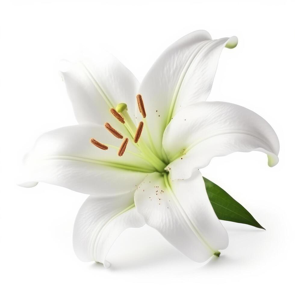 White Lilly flower isolated. Illustration photo