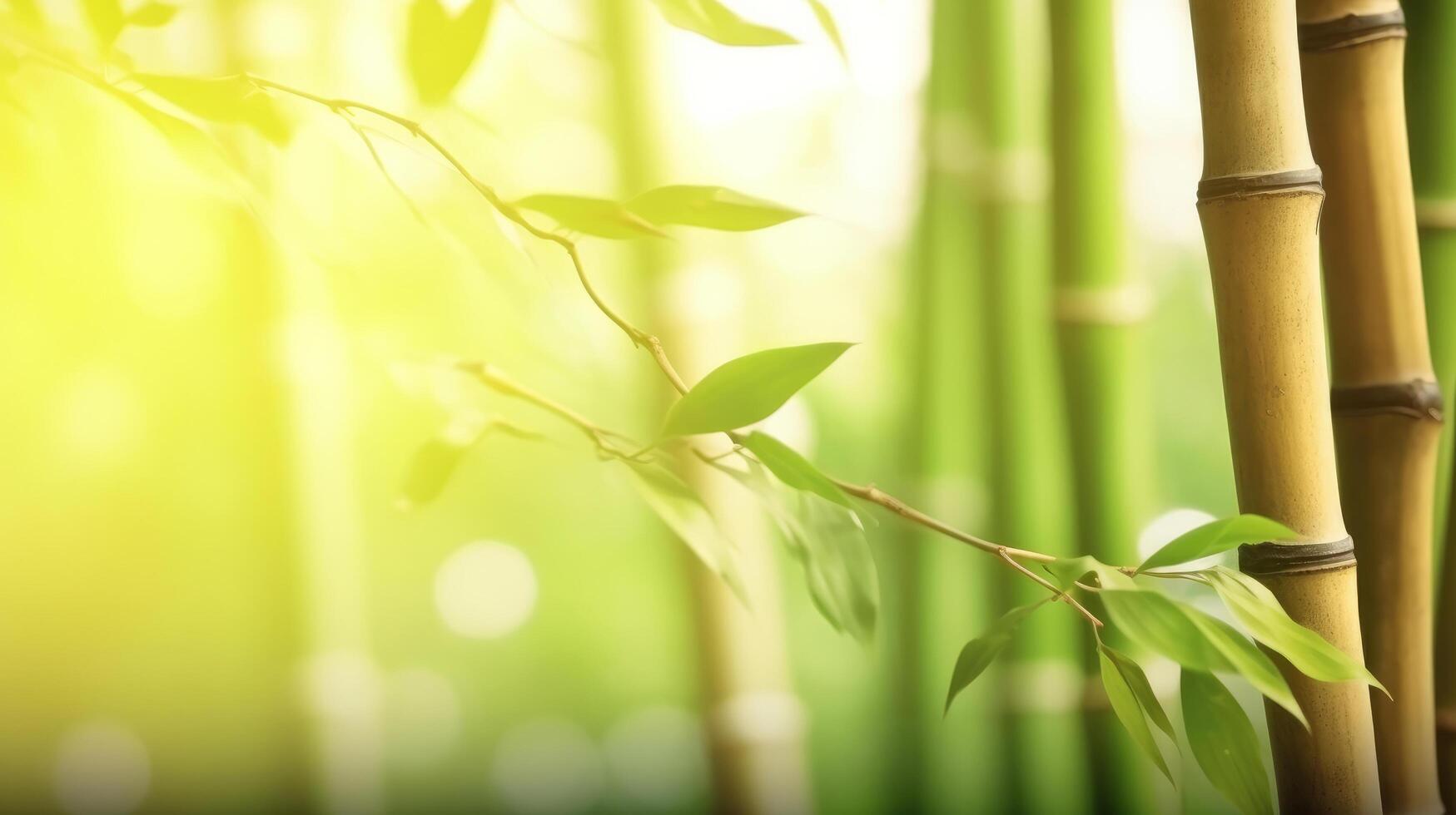 Natural background with bamboo. Illustration photo
