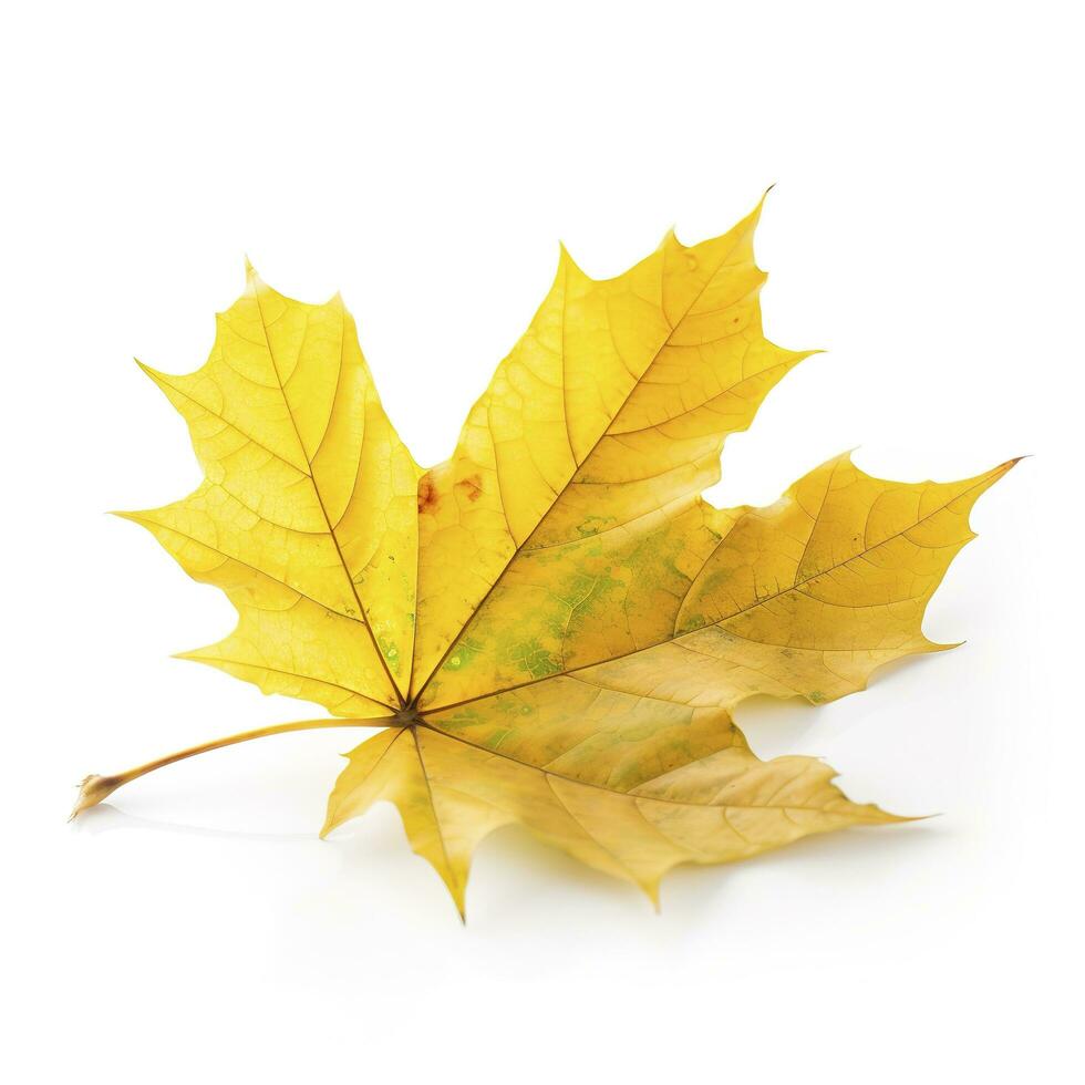 Autumn leave isolated on white background , generate ai photo