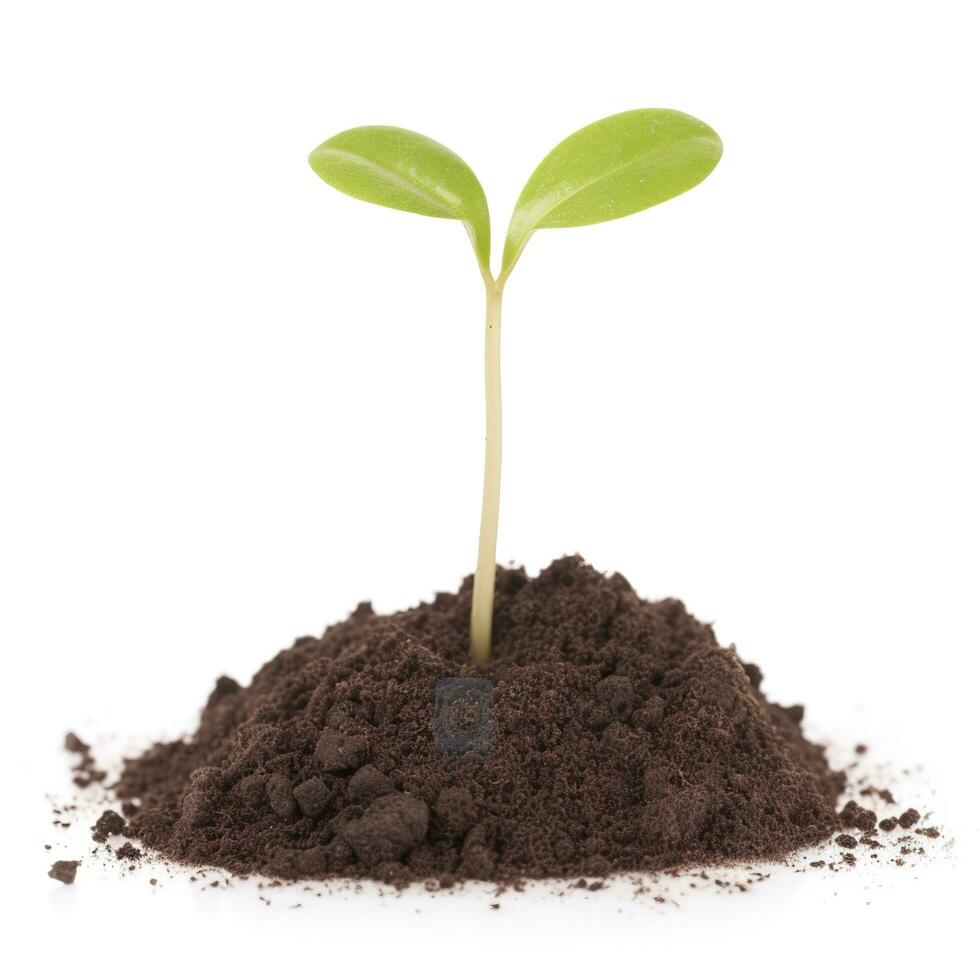 Green sprouts growing out from soil isolated on white background, Young plant of pomelo in soil humus on a white background, earth day concept, ecology concept, generate ai photo