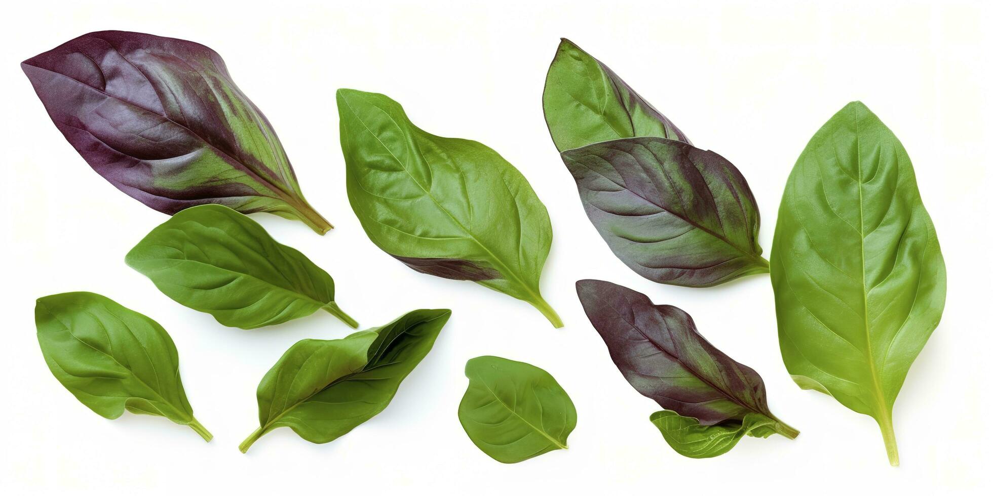 Green basil leaves with Clipping paths, full depth of field. Fresh red basil herb leaves isolated on white background. Purple Dark Opal Basil. Focus stacking, generate ai photo