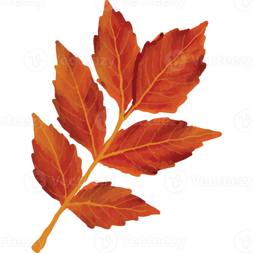 Autumn Leaves Clip art Element Transparent Background png
