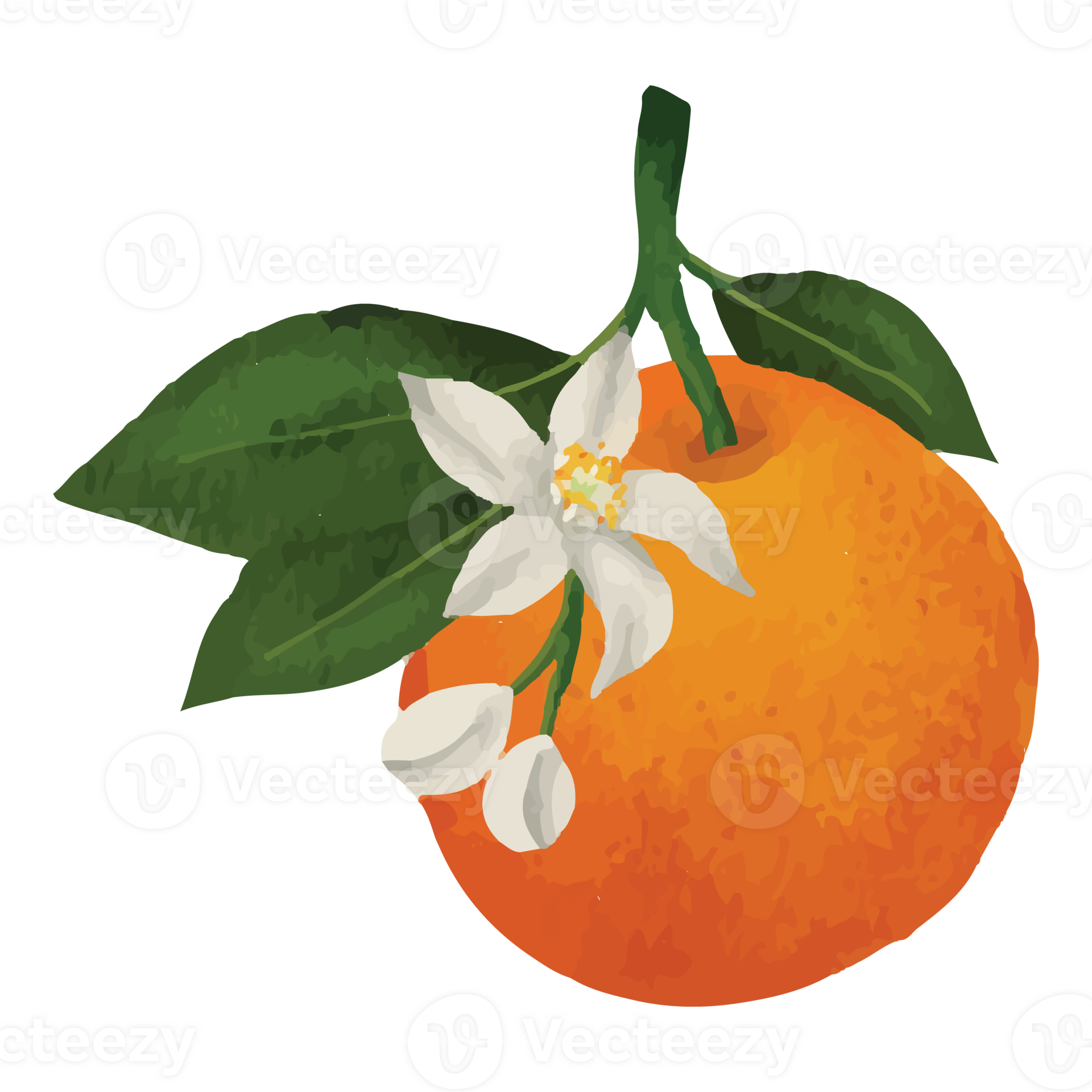 Whole orange, sliced orange, splash orange juice, drop orange oil