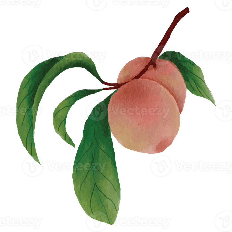 Peach Fruit Watercolor Clip art Element Transparent Background png