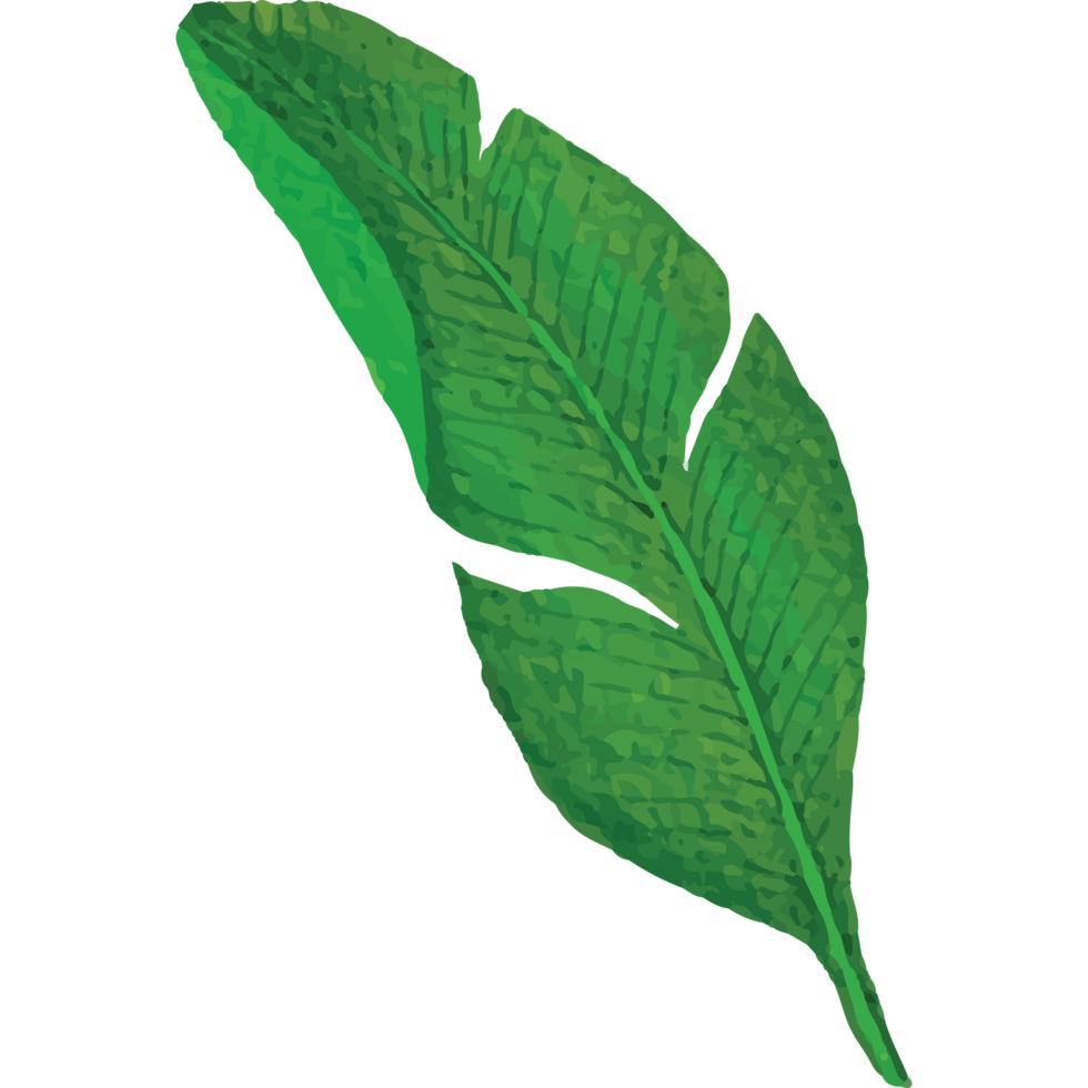 tropisk löv klämma konst element transparent bakgrund png