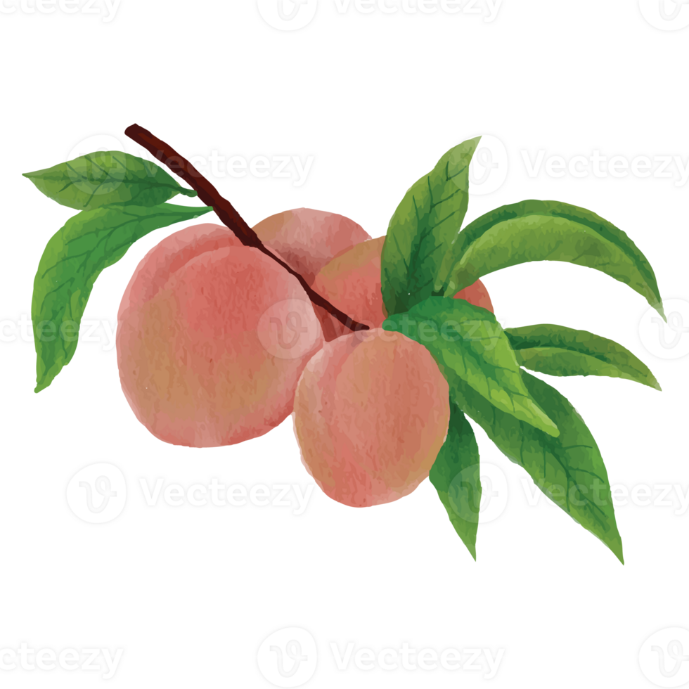 Peach Fruit Watercolor Clip art Element Transparent Background png