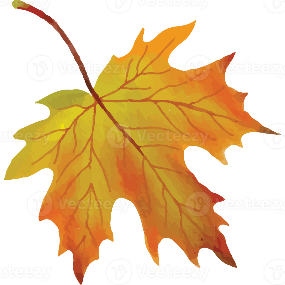 Autumn Leaves Clip art Element Transparent Background png