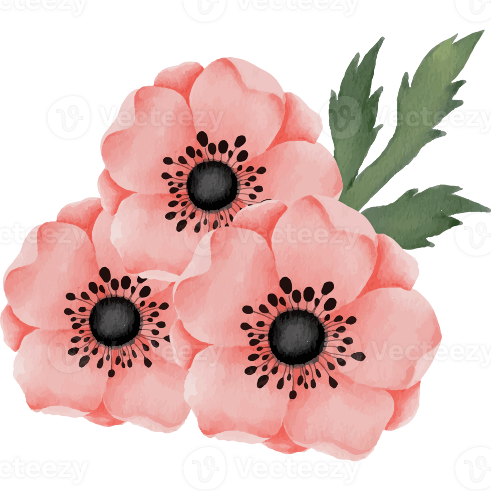 Rose With Peony Flower Bouquet Clip art Element Transparent Background png