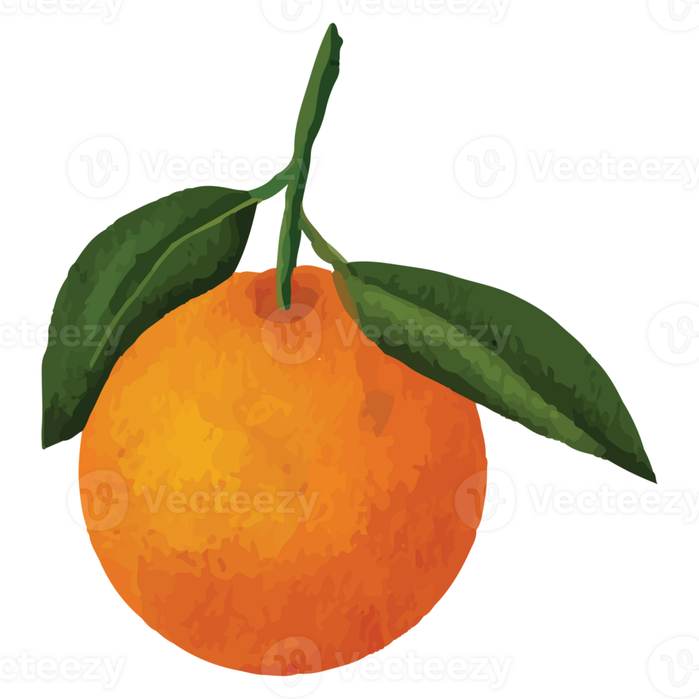 Whole orange, sliced orange, splash orange juice, drop orange oil, Orange leaves Clip art Element Transparent Background png