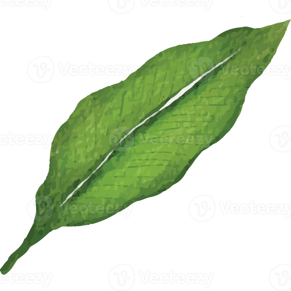 Tropical leaves Clip art Element Transparent Background png