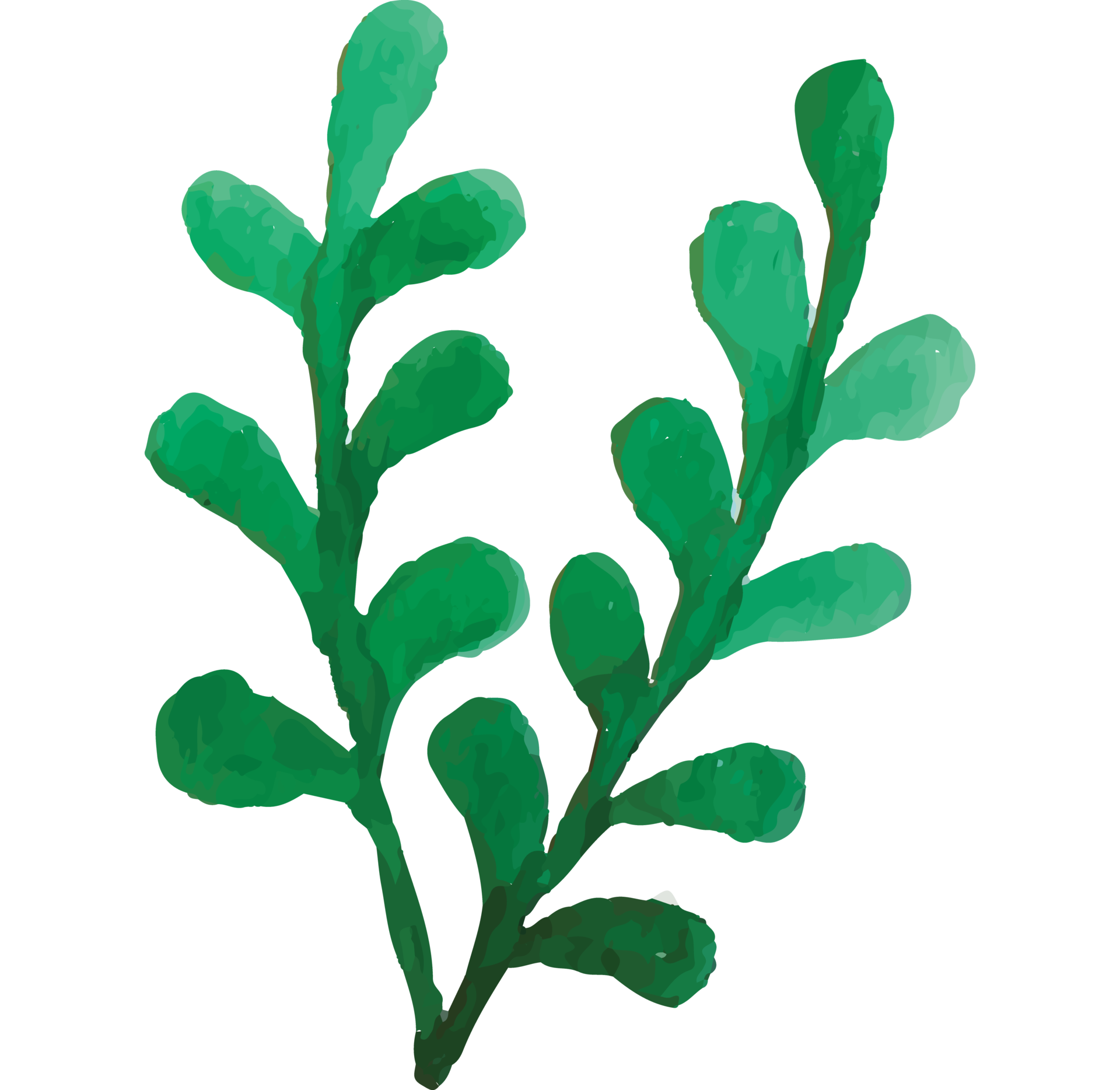 Seaweed Under The Sea Clip art Element Transparent Background 24400611 PNG