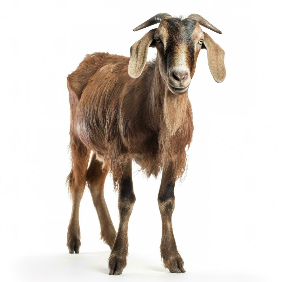 Goat isolated on white background, generate ai photo
