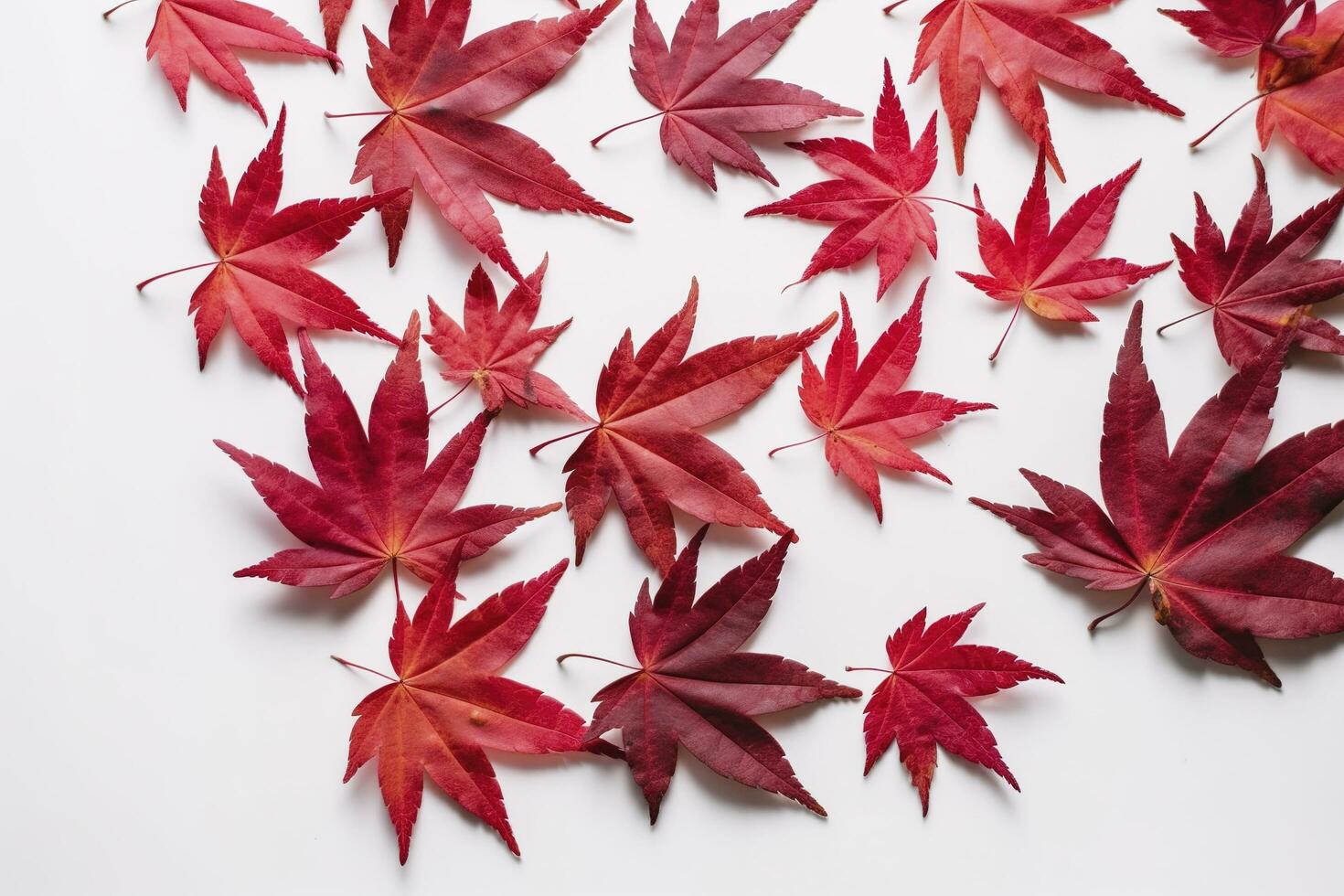 red maple leaves isolated on white background, generate ai photo