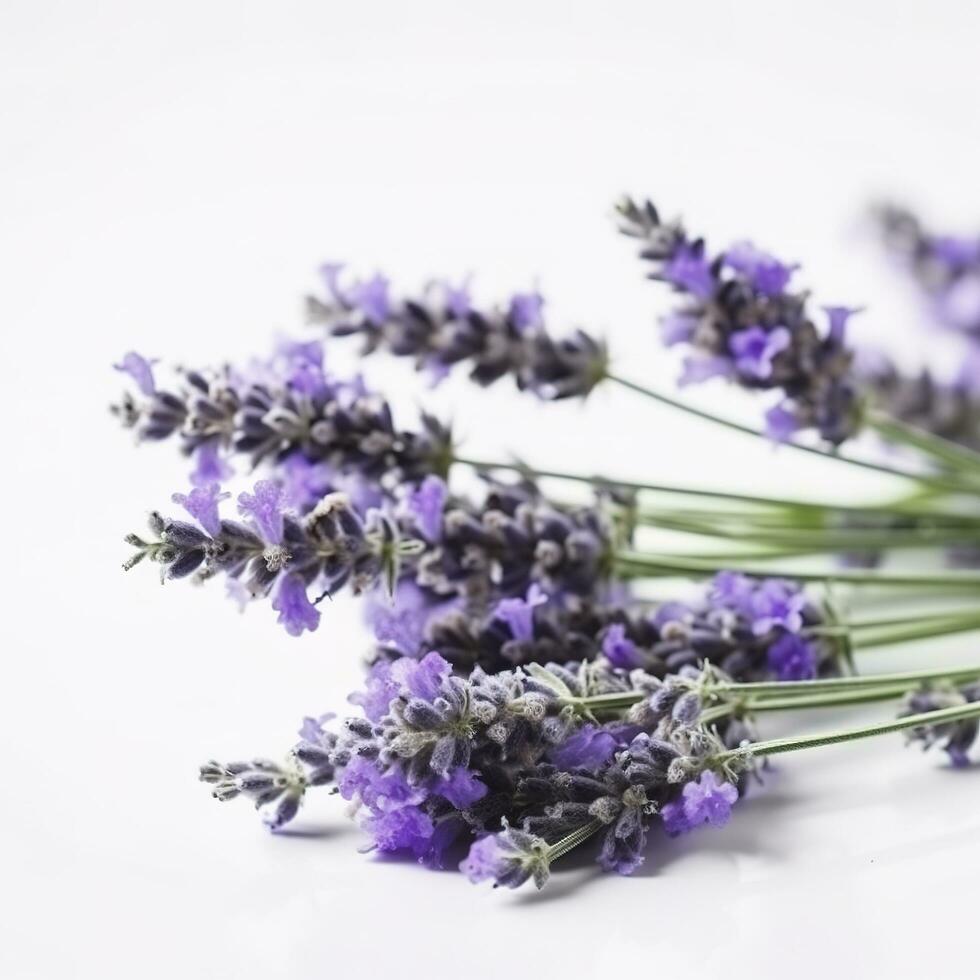 hermosa lavanda flores en blanco fondo, generar ai foto