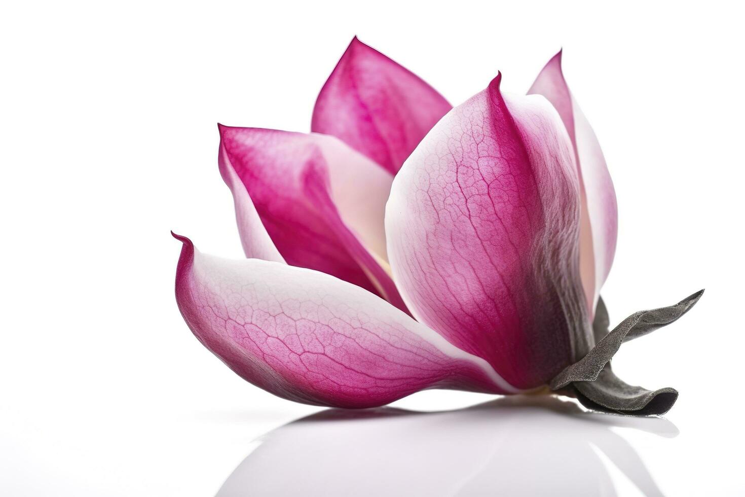 pink magnolia on transparent background , generate ai photo