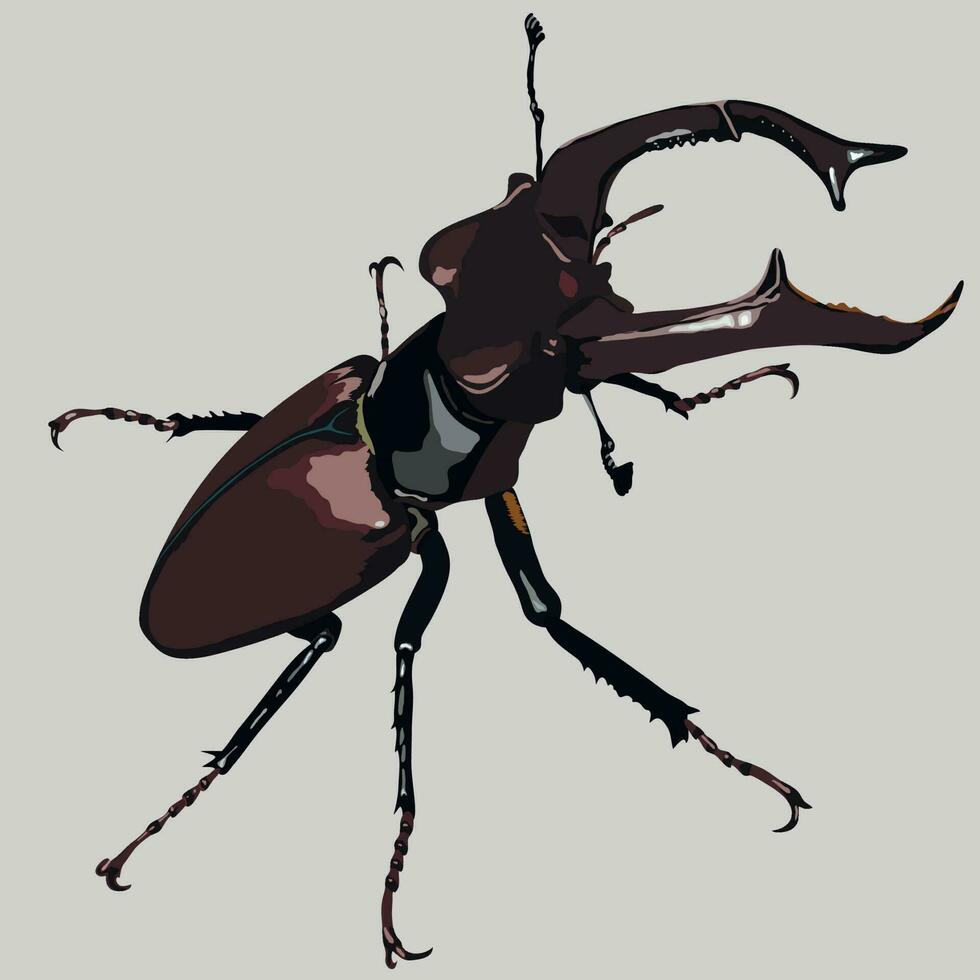Male of European stag beetle, Lucanus cervus. Stag beetle huge insect vector