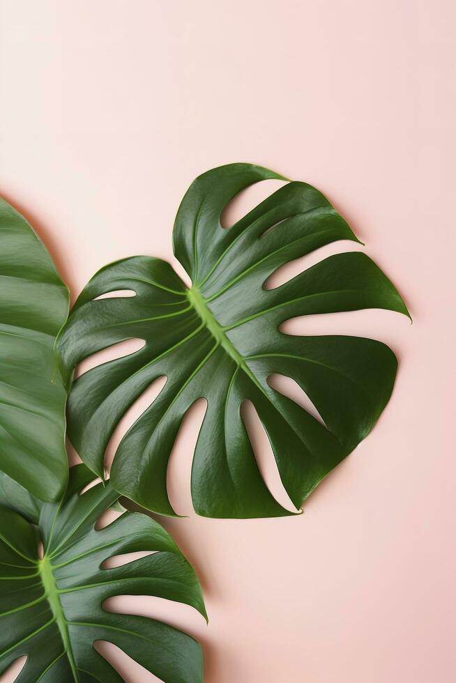 Beautiful tropical palm monstera leaves branch isolated on bright pink background, top view, flat lay, overhead above summer beauty blank design concept , generate ai photo