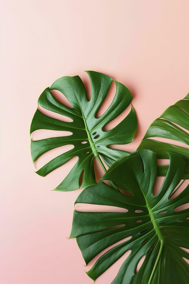 Beautiful tropical palm monstera leaves branch isolated on bright pink background, top view, flat lay, overhead above summer beauty blank design concept , generate ai photo