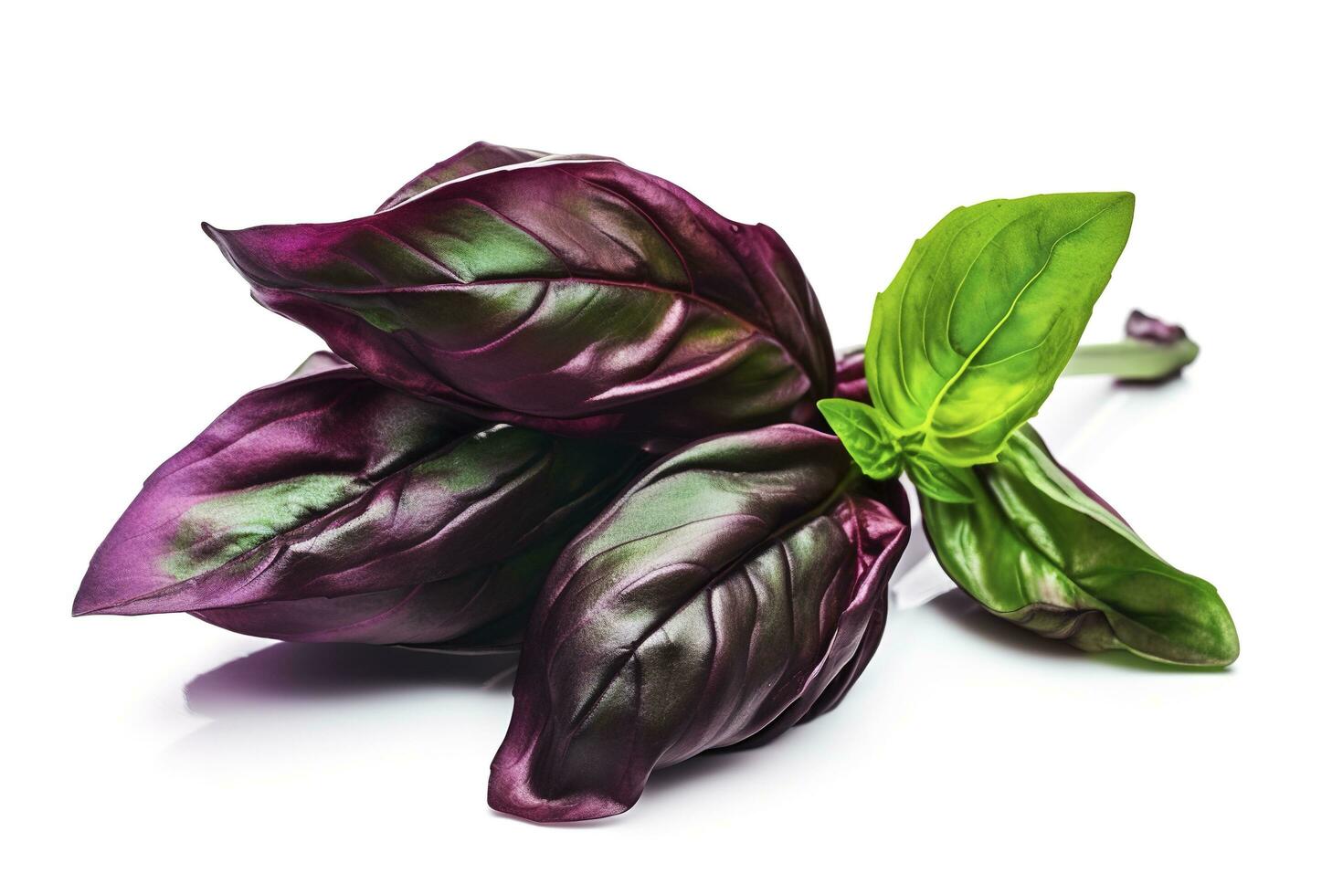 Green basil leaves with Clipping paths, full depth of field. Fresh red basil herb leaves isolated on white background. Purple Dark Opal Basil. Focus stacking, generate ai photo