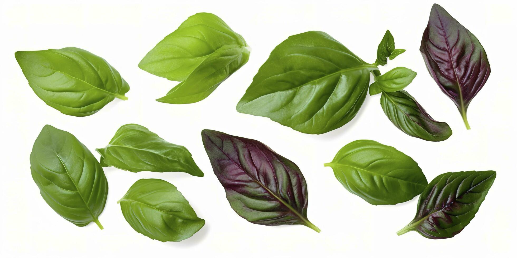 Green basil leaves with Clipping paths, full depth of field. Fresh red basil herb leaves isolated on white background. Purple Dark Opal Basil. Focus stacking, generate ai photo