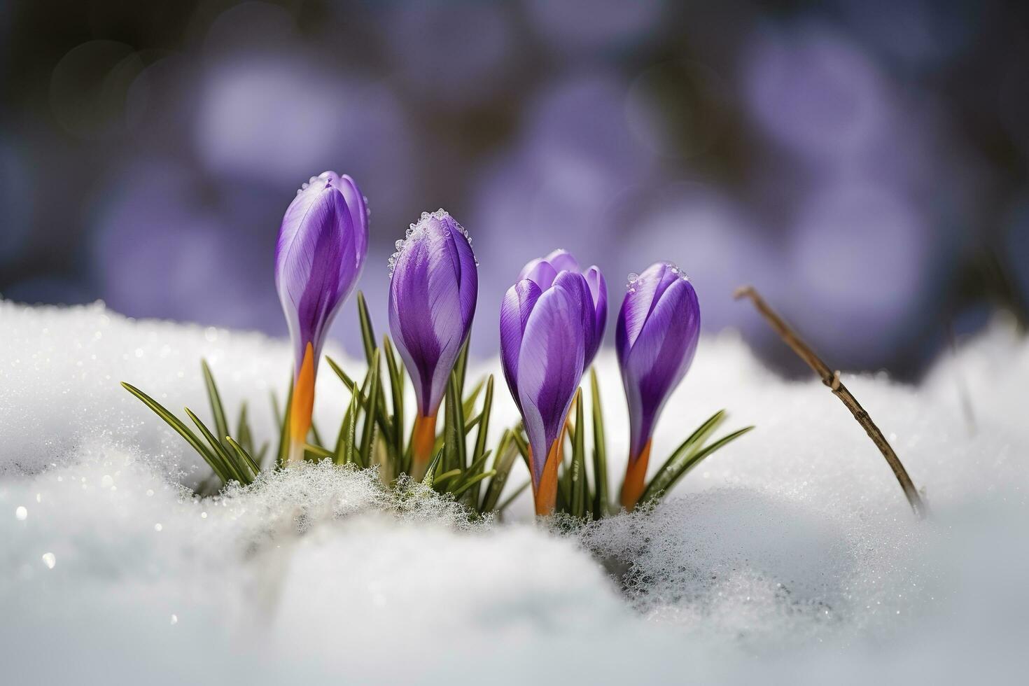 Crocuses - blooming purple flowers making their way from under the snow in early spring, closeup with space for text , generate ai photo