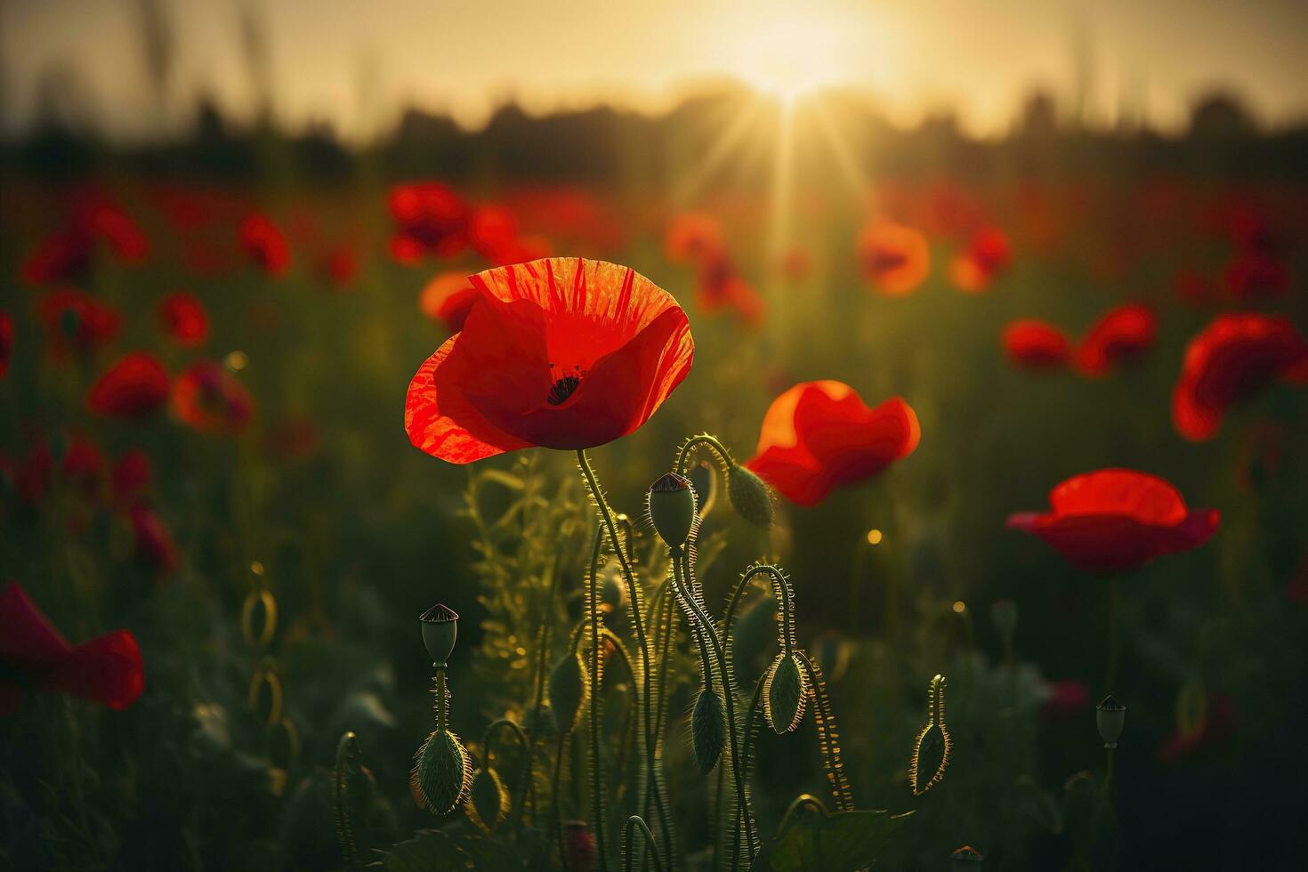 Anzac Day memorial poppies. Field of red poppy flowers to honour fallen veterans soldiers in battle of Anzac armistice day. Wildflowers blooming poppy field landscape, generate ai photo