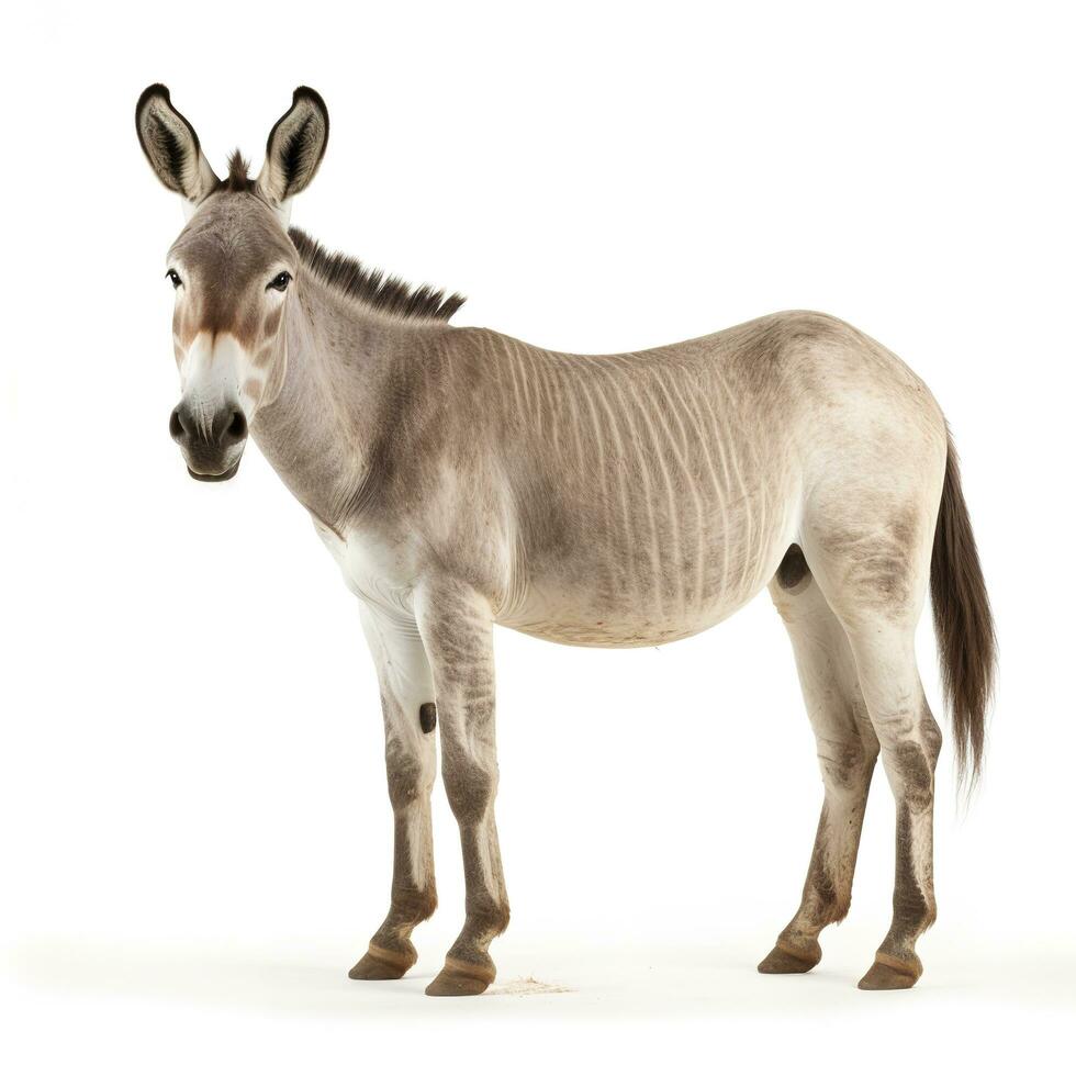 MULIG burro para ropa, blanco, 99x152 cm - IKEA