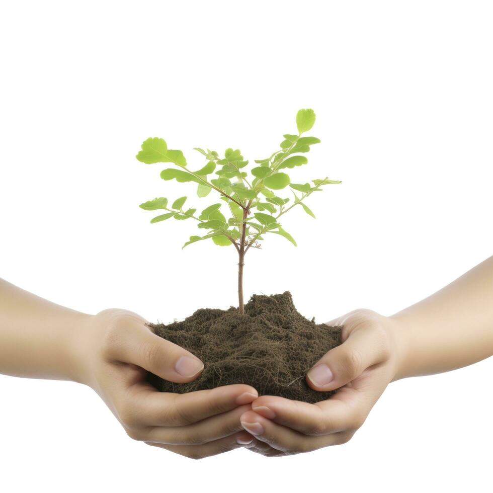 ambiente tierra día en el árbol planta en mujer mano aislado en blanco antecedentes. bosque conservación concepto, concepto eco tierra día. ahorro el ambiente, ecología concepto, generar ai foto