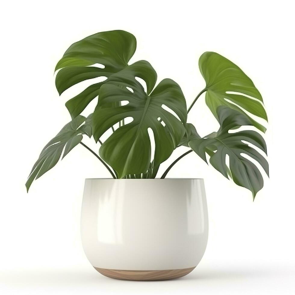 Monstera deliciosa leaf, the ceriman, Flowering plant native to tropical forests palm leaf with hole pattern isolated on white background, generate ai photo