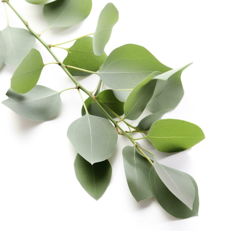 Eucalyptus branch isolated on white background. Flat lay, top view. floral concept, generate ai photo
