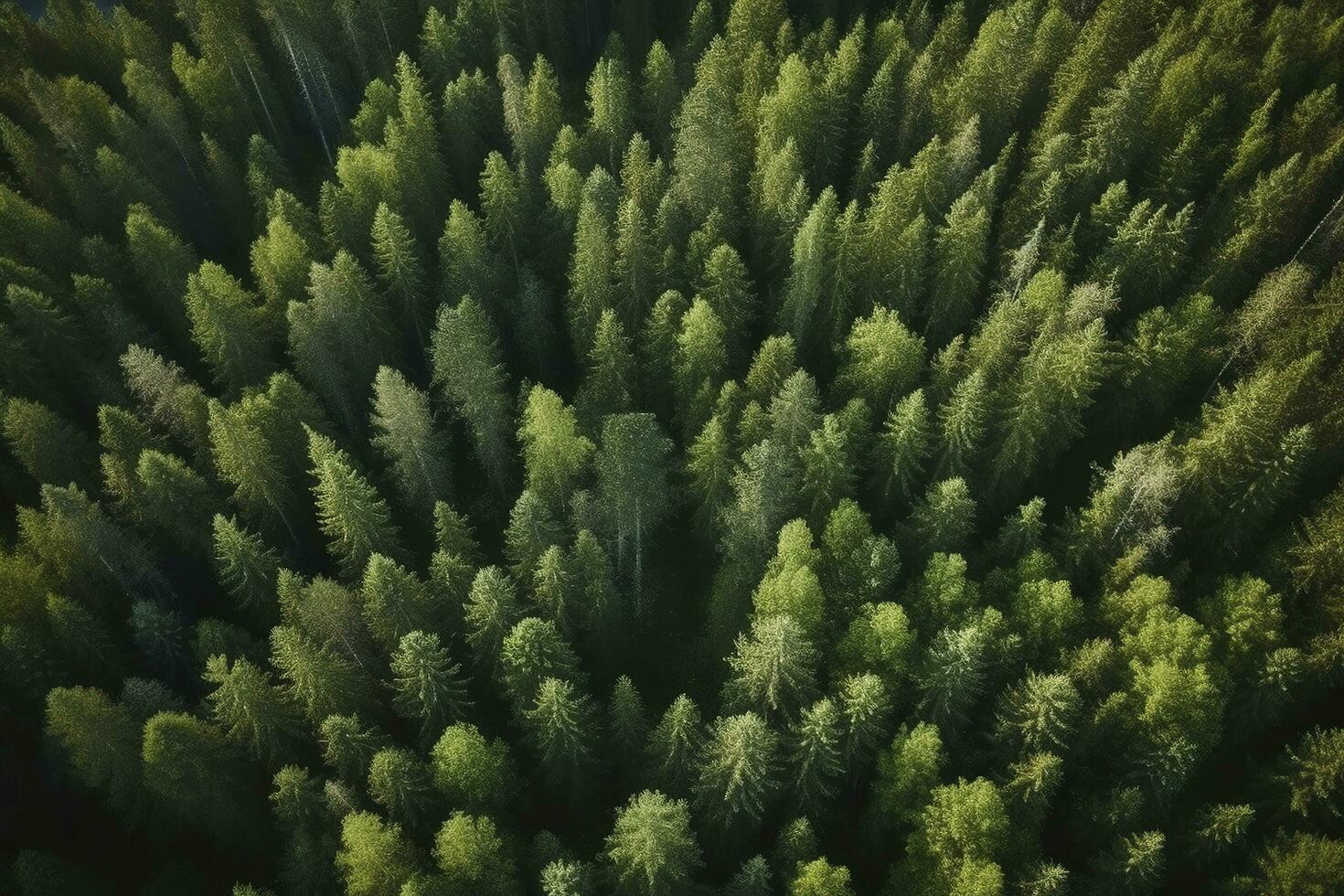 Aerial top view of summer green trees in forest in rural Finland, generate ai photo