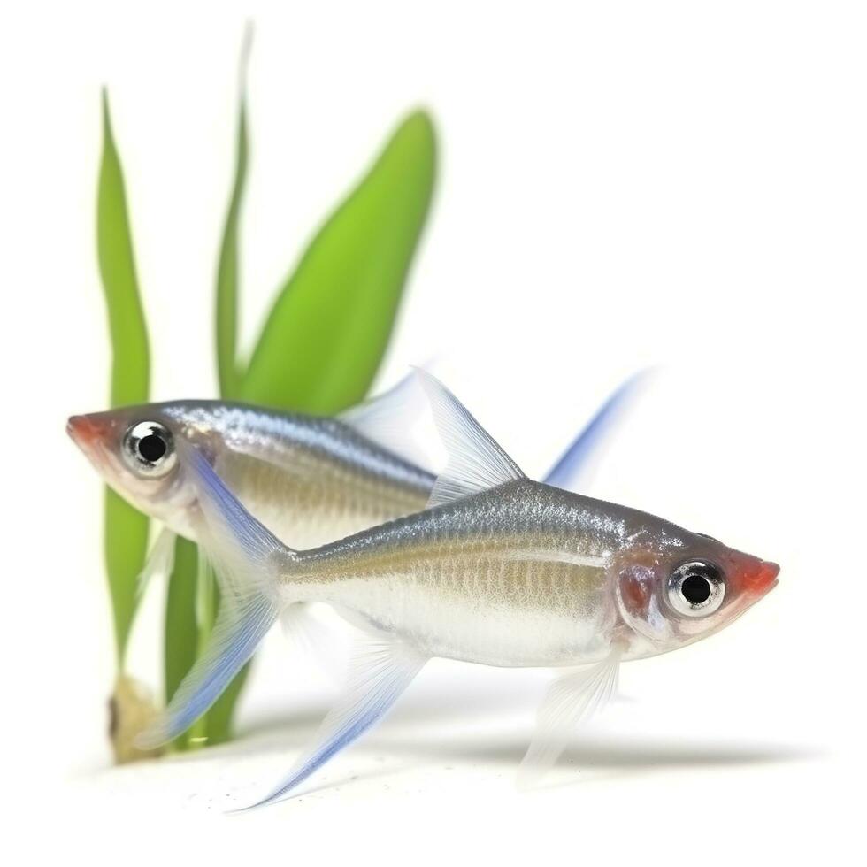 tetras aislado en blanco fondo, generar ai foto