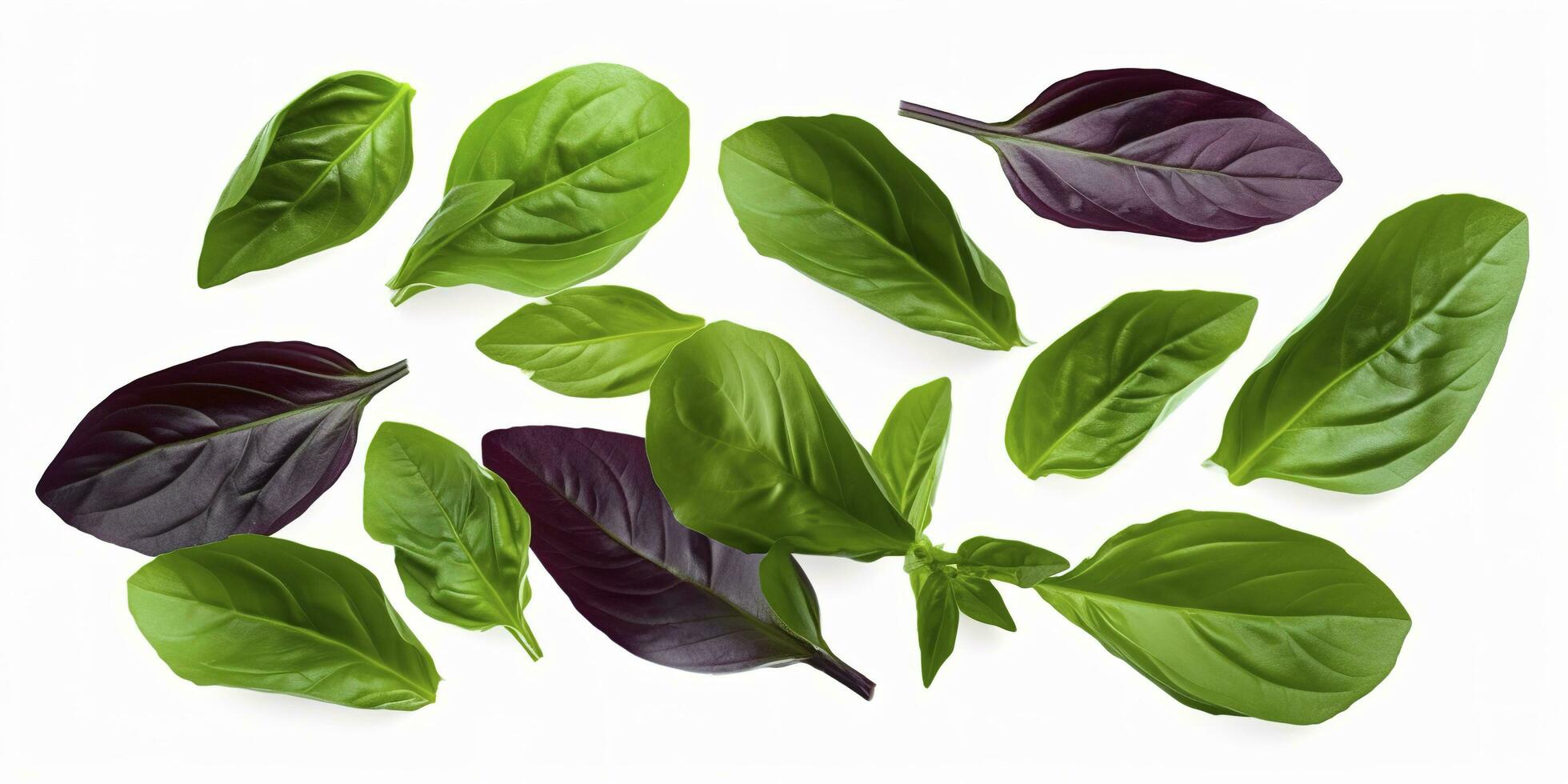 Green basil leaves with Clipping paths, full depth of field. Fresh red basil herb leaves isolated on white background. Purple Dark Opal Basil. Focus stacking, generate ai photo