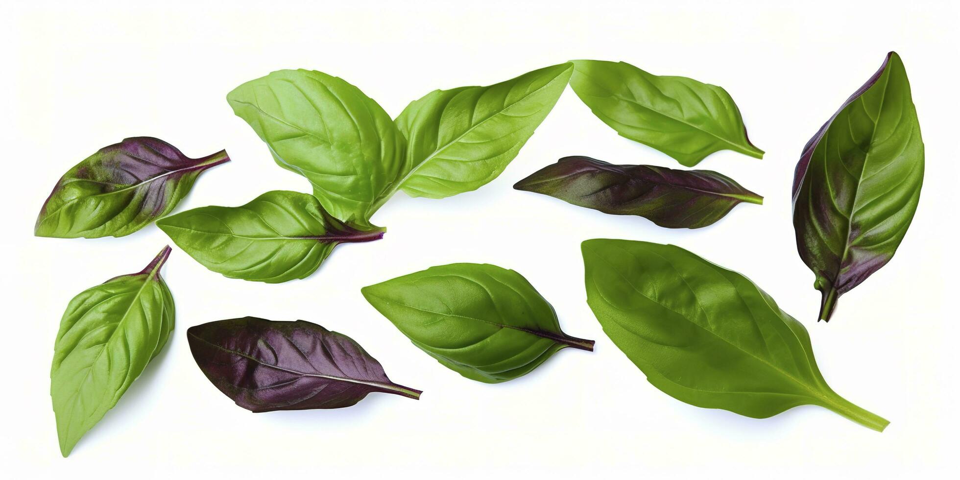 Green basil leaves with Clipping paths, full depth of field. Fresh red basil herb leaves isolated on white background. Purple Dark Opal Basil. Focus stacking, generate ai photo