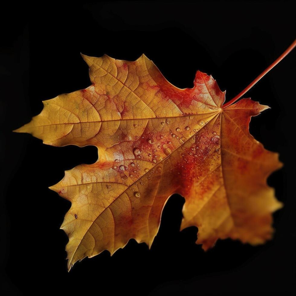 autumn maple leave in a row, vivid colors, panorama illustration on black background photo