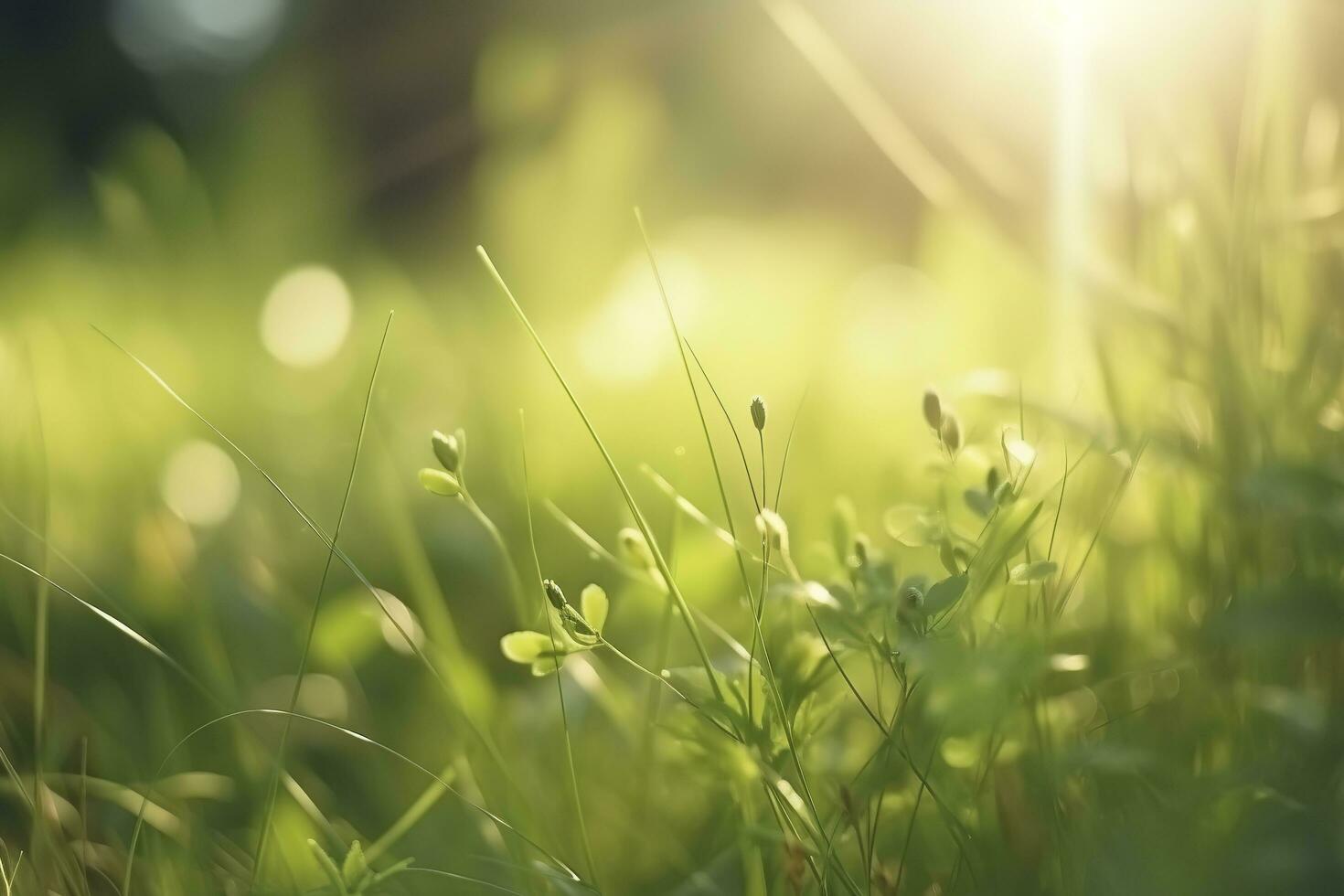 Natural green defocused spring summer blurred background with sunshine. Juicy young grass and foliage on nature in rays of sunlight, scenic framing, copy space photo