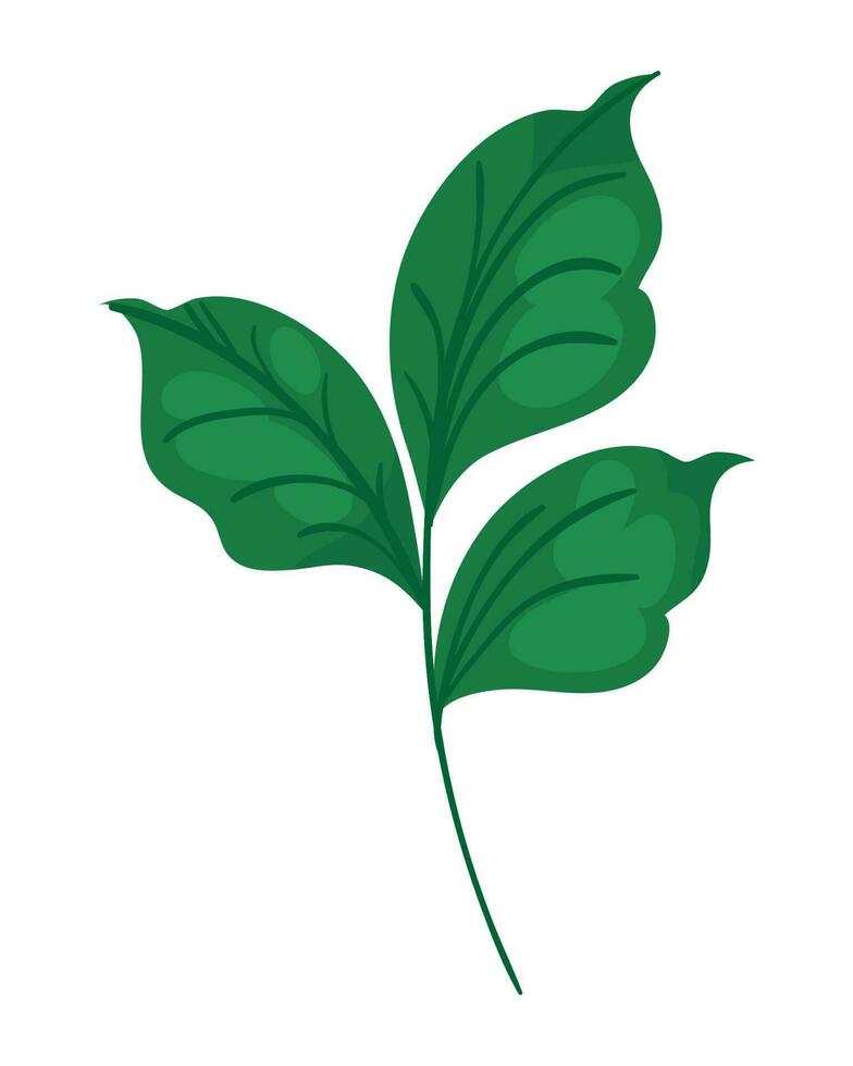 leaves on white background icon vector