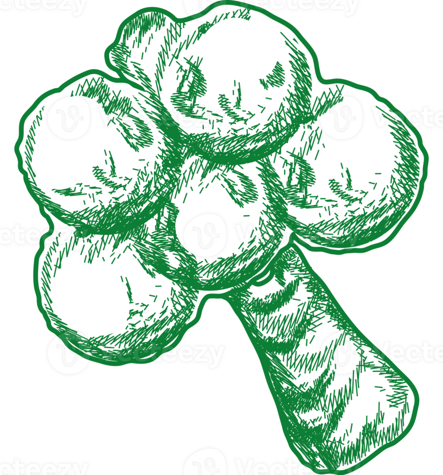broccoli hand drawn food icon png